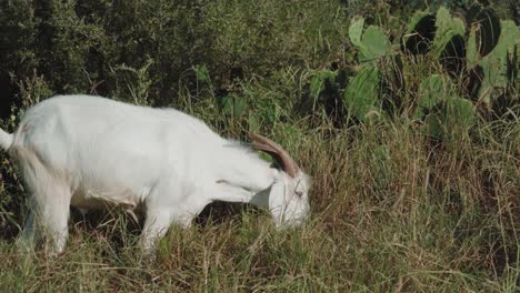 Cabra-De-Color-Blanco-Comiendo-Hierba-Al-Aire-Libre,-Las-Cabras-Son-Miembros-De-La-Familia-De-Animales-Bovidae,-Entorno-Natural-Durante-El-Día-Del-Sol,-Concepto-De-Animales-Domesticados