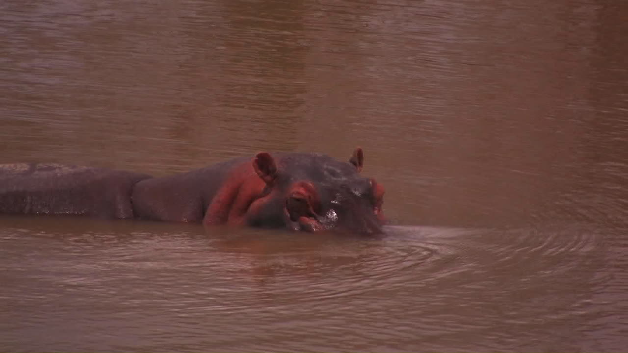 un hipopótamo se refresca en un río