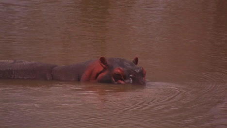 Ein-Nilpferd-Kühlt-Sich-In-Einem-Fluss-Ab