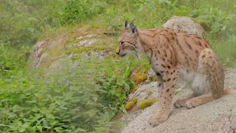el lince eurasiático (lince lince) en el bosque.