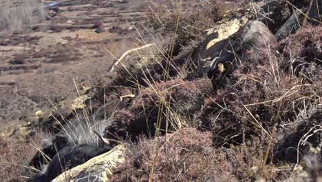 Mountains-goats-grazing-on-a-hillside-in-Nepal