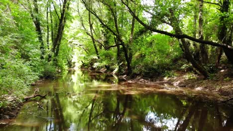 tiro aéreo rápido de ángulo bajo a través de un pequeño arroyo rodeado de vegetación verde rica y exuberante