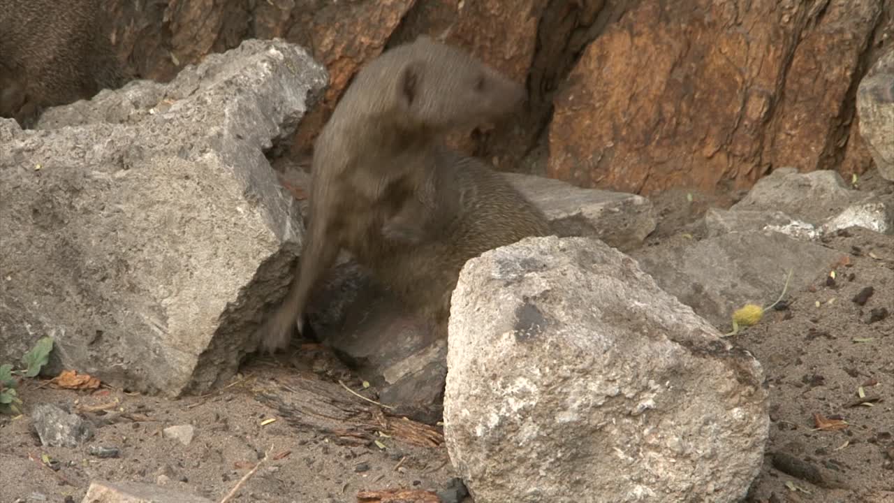 dos mangostas enanas corren entre piedras al pie de un árbol, dejando el marco, primer plano