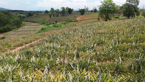 sunny pineapple fields lined in green rows across rural farmland, drone aerial establishing dolly