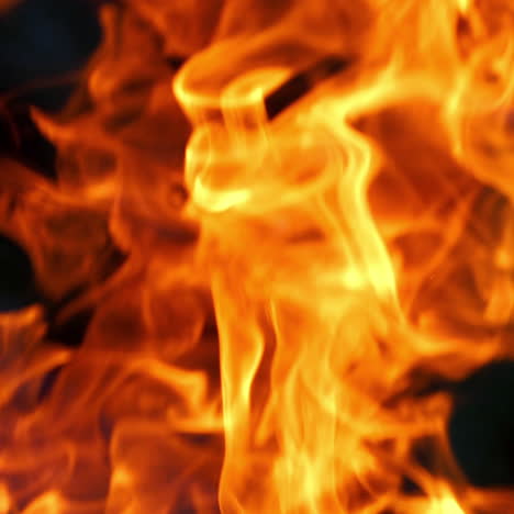 burning fire. bonfire. closeup of flames burning on black background.