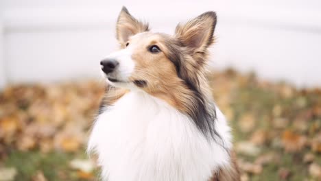 beautiful sheltie looks busy around