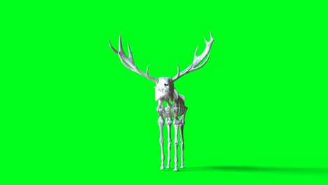 skeleton deer animation on green screen. isolate. realistic 4k animation.