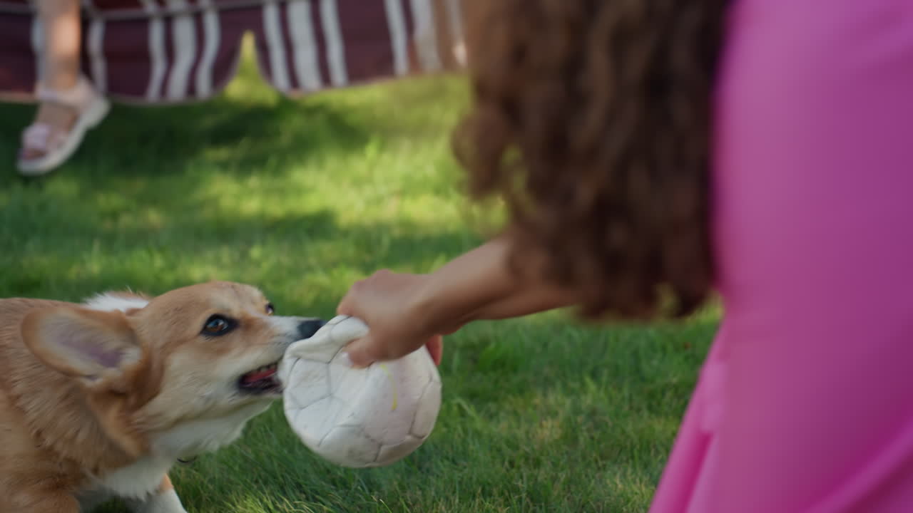 Dog Plays Fetch, Corgi Enjoys Summer Yard, Dog Pulls Ball In Sunny Backyard, Joyful Dog Tugs Soccer Ball With Owner Outside, Lively Pet And Owner Sharing Playful Moments On Bright Summer Day