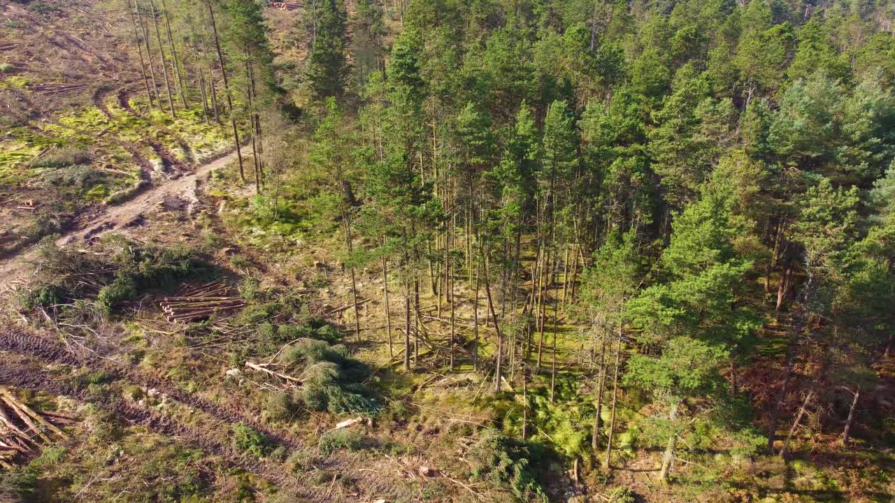 Aerial Forest Reveal Deforestation showing the raw impact of logging and environmental desctruction. Climate change, industrial impact, environmental conservation