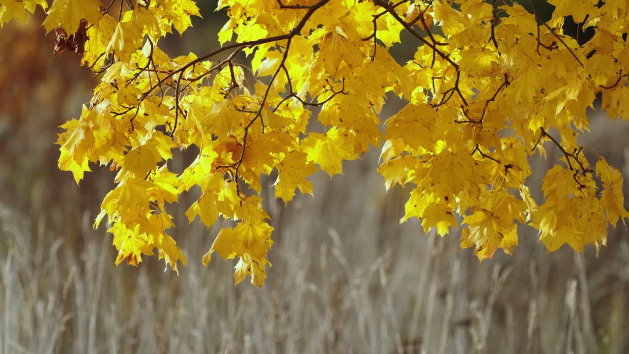 Golden maple leafs in light breeze