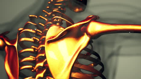 Huesos-Visibles-Del-Esqueleto-Humano
