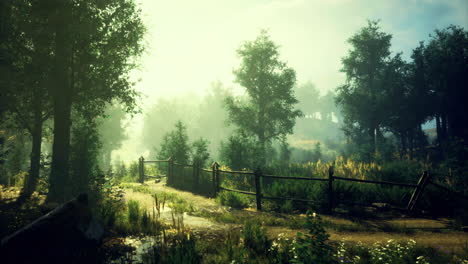 serene forest path with morning mist and gentle sunlight filling the air
