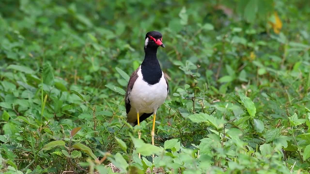 el avefría de barbas rojas es una de las aves más comunes de tailandia