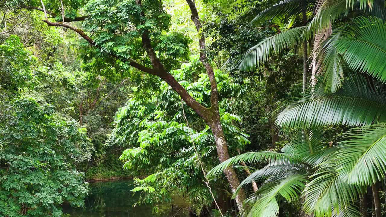 Aerial view of dense rainforest canopy with vibrant greenery and a clear creek reflecting the natural beauty of Port Douglas