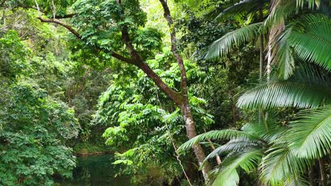 aerial view of dense rainforest canopy with vibrant greenery and a clear creek reflecting the natural beauty of port douglas