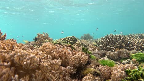 static, low-angle shot of a shallow coral reef in indonesia in the daytime