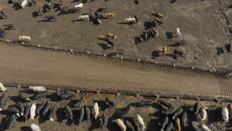 aerial view of cows in a feedlot