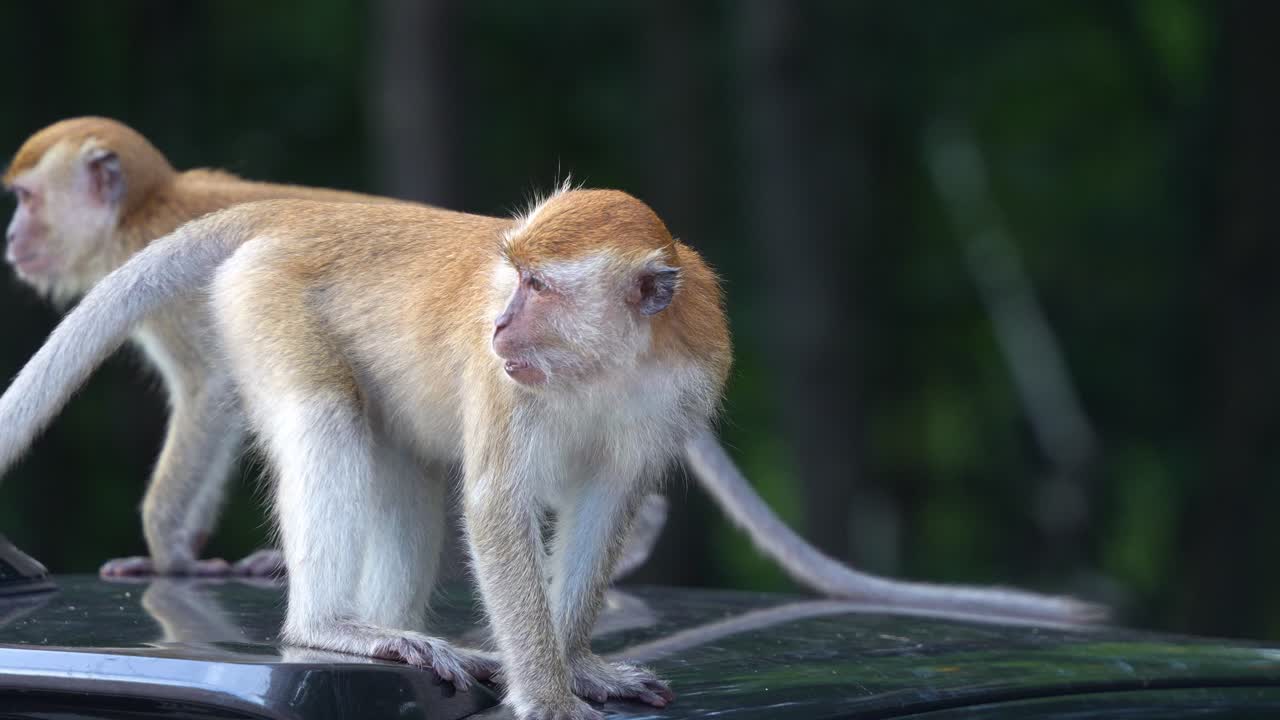 tomada de cerca de un grupo de juguetones macacos de cola larga, macaca fascicularis, subiendo a la parte superior de un coche estacionado en el parque urbano, preguntándose con curiosidad por los alrededores.
