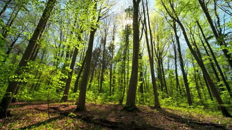 beautiful green forest lit by warm spring sunlight