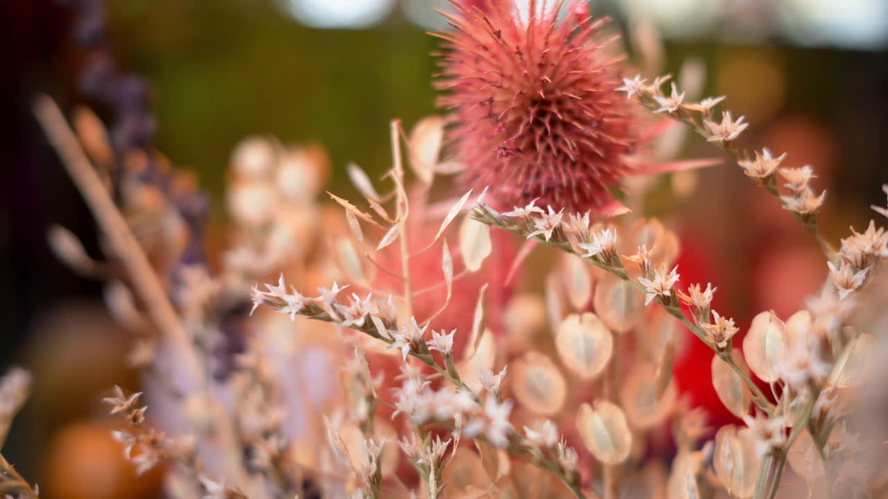 Colourful dried plants interior decoration