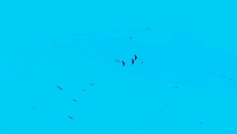 flock of migratory birds fly in circles against blue sky