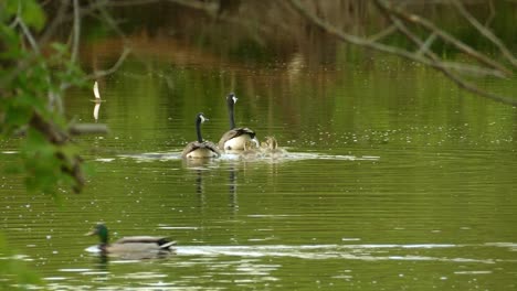 Echte-Branta-Gänse-Mit-Entenküken,-Die-Im-Teich-Schwimmen