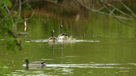 verdaderos gansos branta con patitos nadando en el estanque