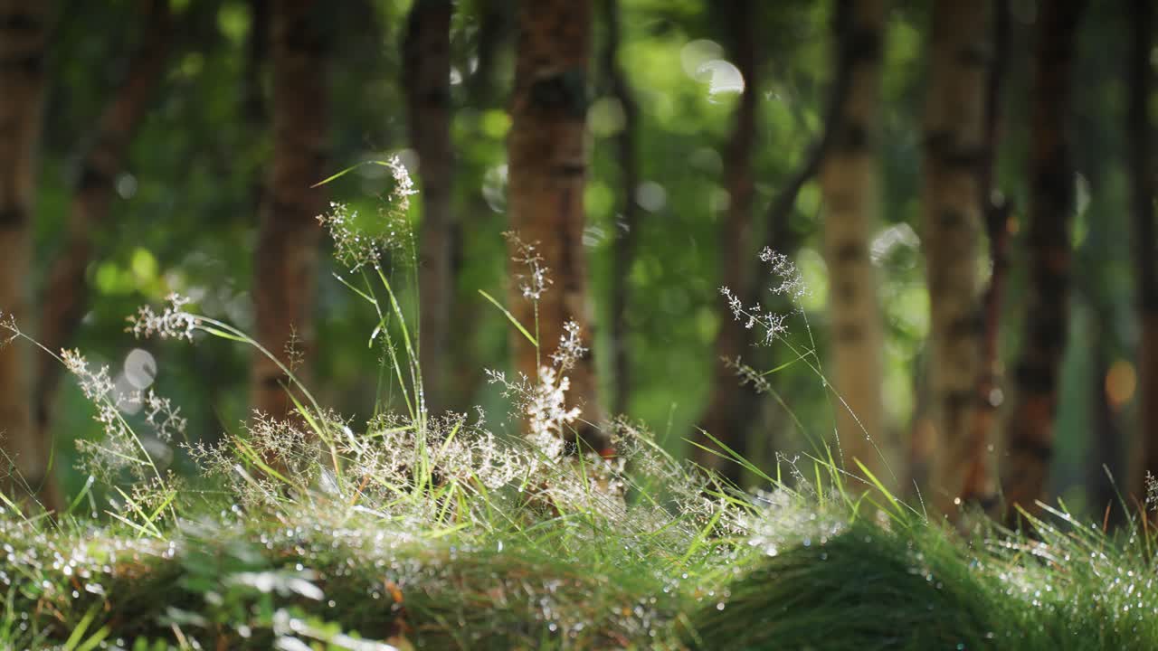 Wispy ears of grass, covered with dew, backlit by the warm mornig sun