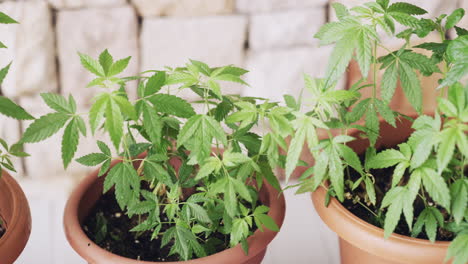 young cannabis plants in pots