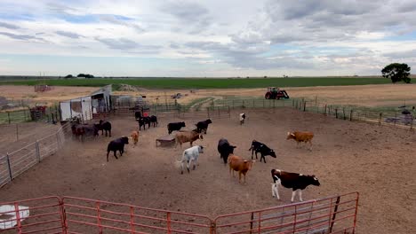 Carro-Lento-Y-Corto-Sobre-Toros-Activos-En-Un-Corral