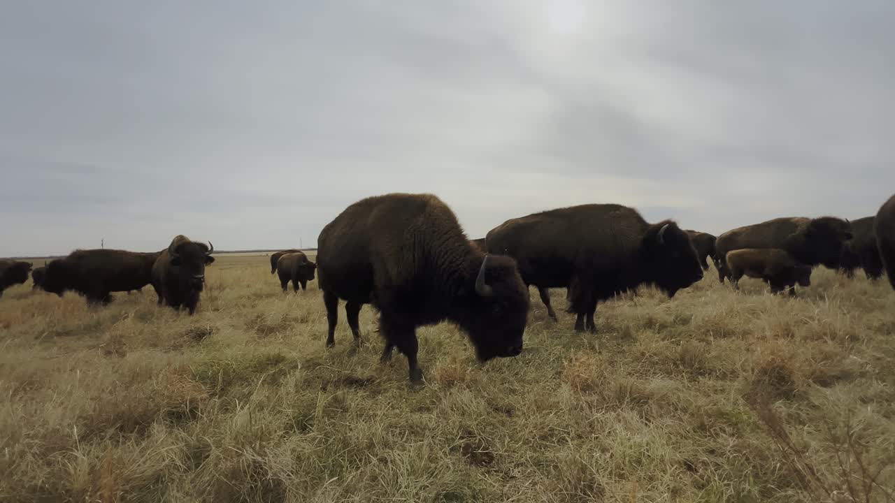 캔자스의 에서 자유롭게 돌아다니는 버팔로 의 영화적 클립