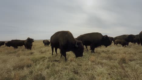 Cinematic-clip-of-a-herd-of-buffalos-roaming-freely-in-a-field-in-Kansas