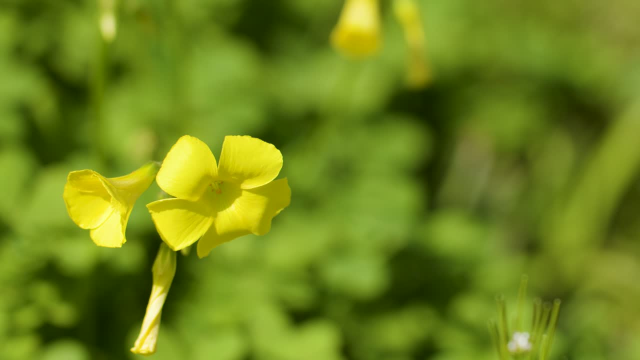 Close-up of yellow Oxalis pes-caprae flower gently moving in sunlight with soft background
