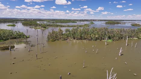 aérea que se acerca a una isla exuberante y arbolada sobre la parte superior de los árboles muertos en el lago mulwala, nsw, australia