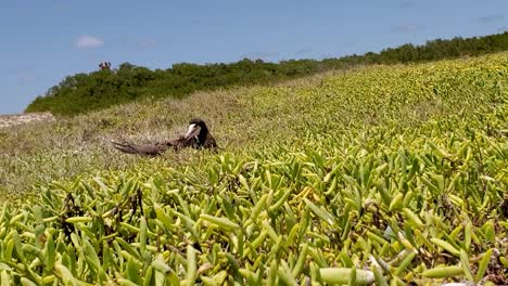 Pájaro-Bobo-En-La-Hierba-Verde,-Cuida-El-Nido,-Hermoso-Paisaje-Panorámico-A-La-Derecha,-Archipiélago-De-Los-Roques