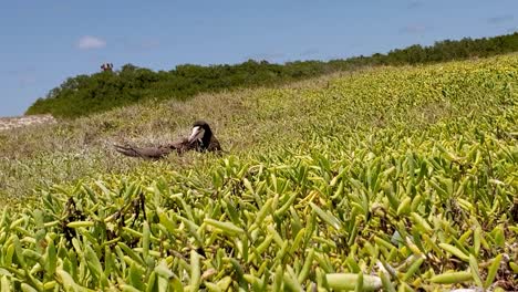 pájaro booby en la hierba verde, cuidado nido, pan derecho hermoso paisaje, archipiélago de los rocas