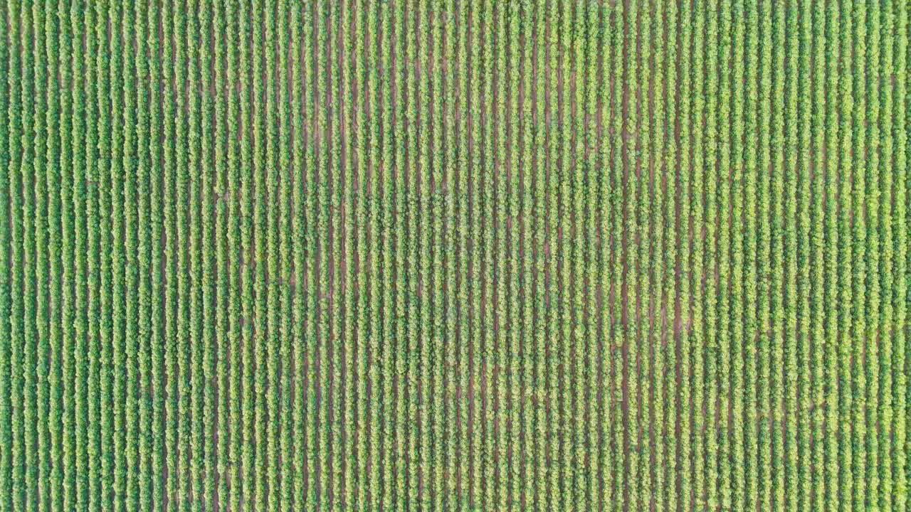 vista aérea de un campo cultivado