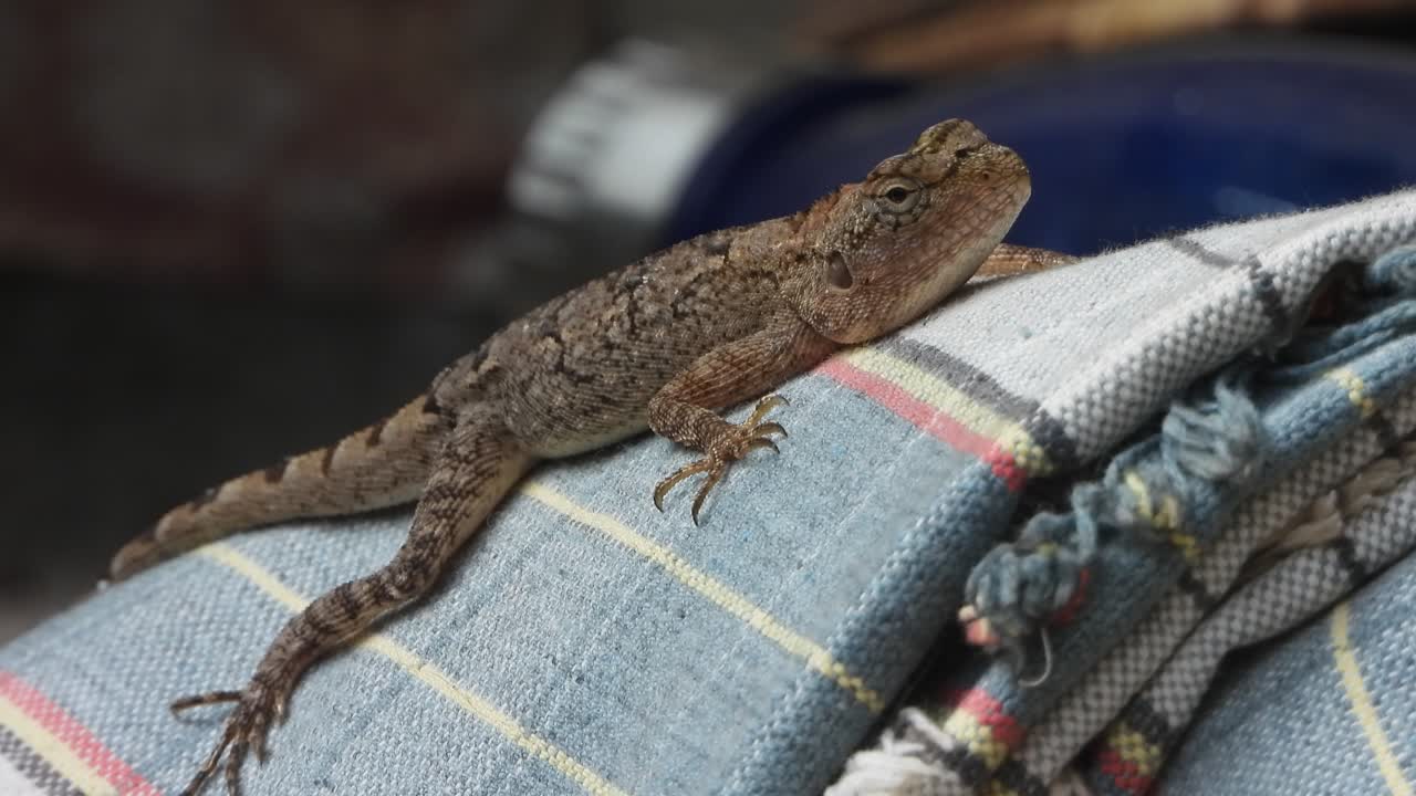 Lizard relaxing and waiting for hunt 