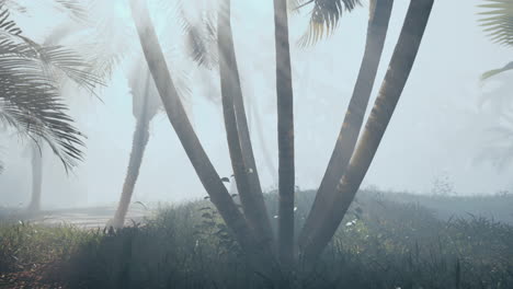 bosque tropical nublado con palmeras