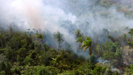 fuego abrasador de la jungla fumando en una peligrosa selva tropical intacta - vista aérea