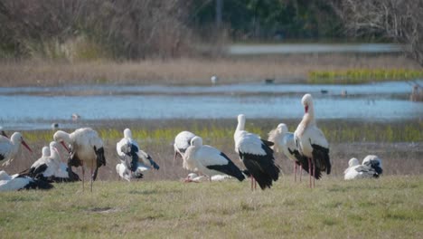 Group-of-white-storks-walking-with-the-lake-in-background-in-slow-motion