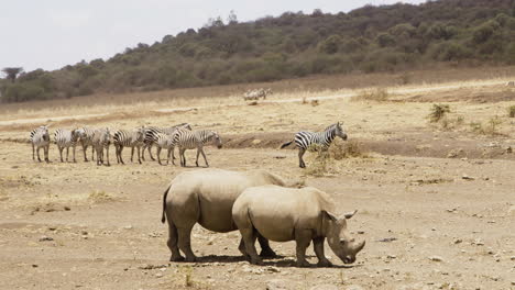 two white rhinos and zeal of zebras in dry landscape on african safari