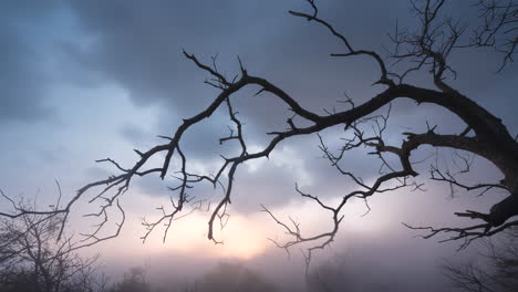 creepy tree branches sway gently as fog drifts slowly through the forest. twilight lighting adds a moody, eerie atmosphere. ideal for halloween or horror themes.