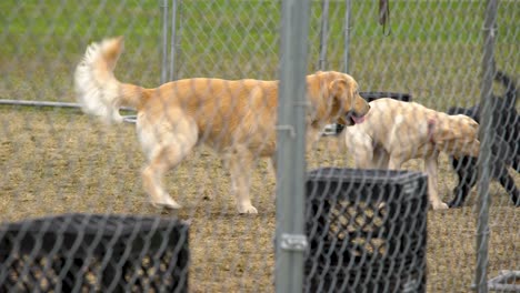 dogs being trained in prison for the blind 4k