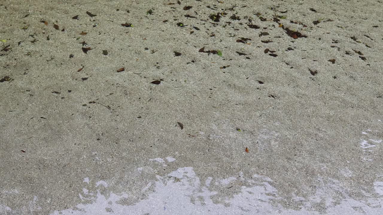Clear water flows over a sandy creek bed, creating gentle ripples and reflections in a serene rainforest setting