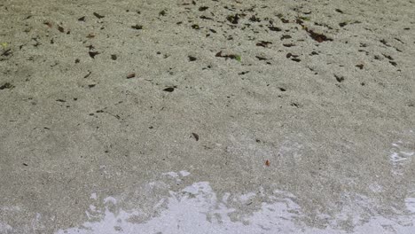 clear water flows over a sandy creek bed, creating gentle ripples and reflections in a serene rainforest setting