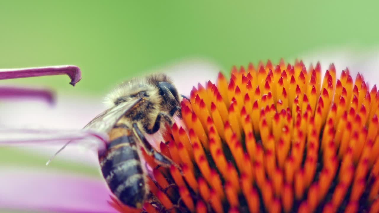 una macro primer plano de una abeja melífera recolectando néctar de una flor de cono rosa y naranja
