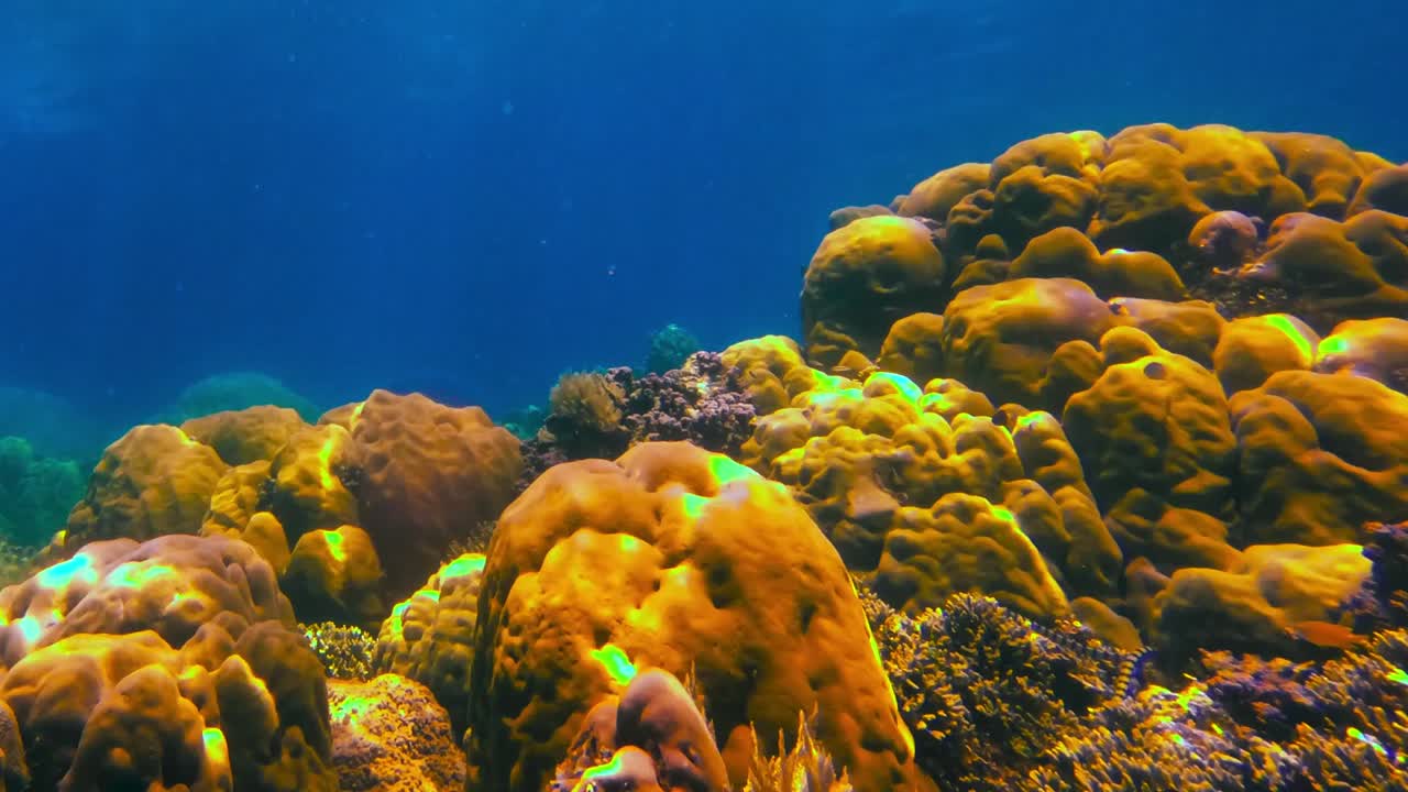 serpiente marina moviéndose sobre corales amarillos duros en arrecifes tropicales