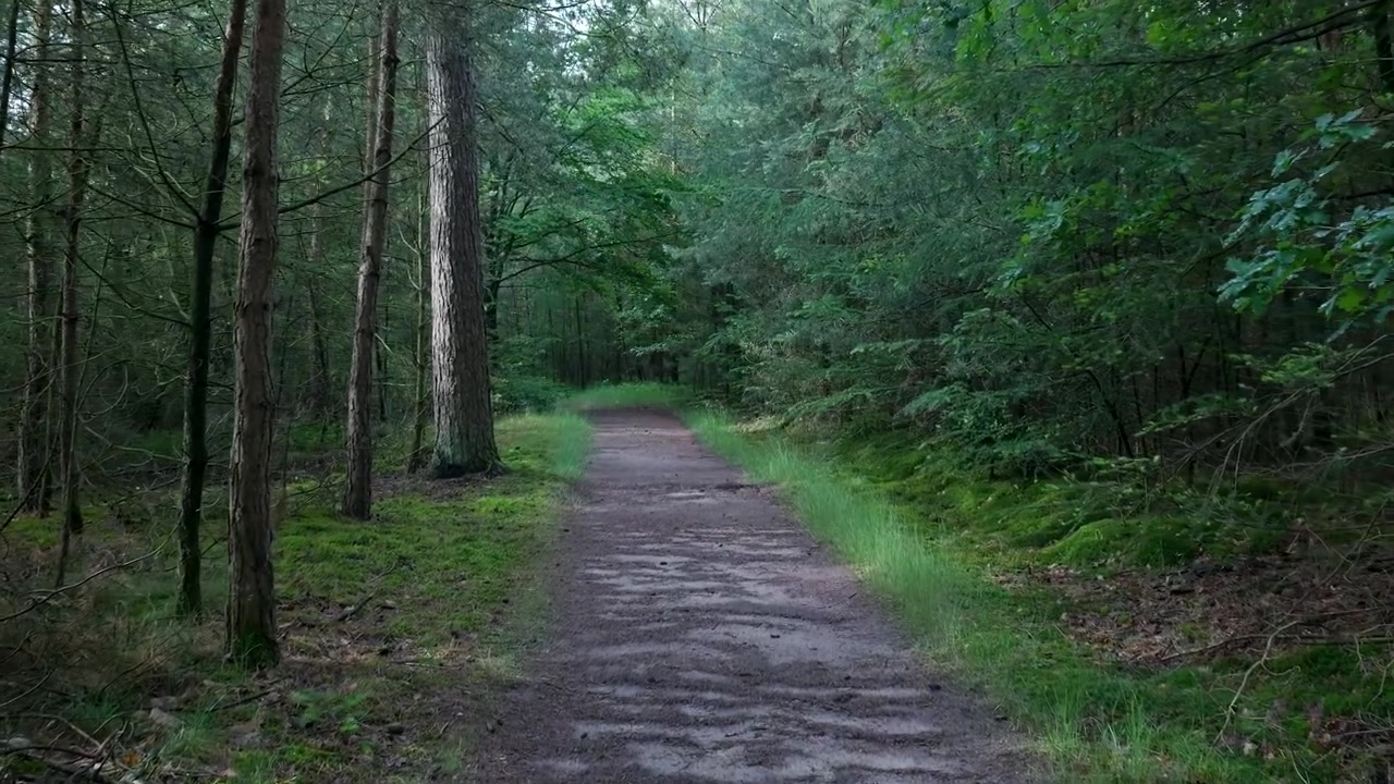 Stretto sentiero sterrato che si snoda attraverso una foresta verde lussureggiante