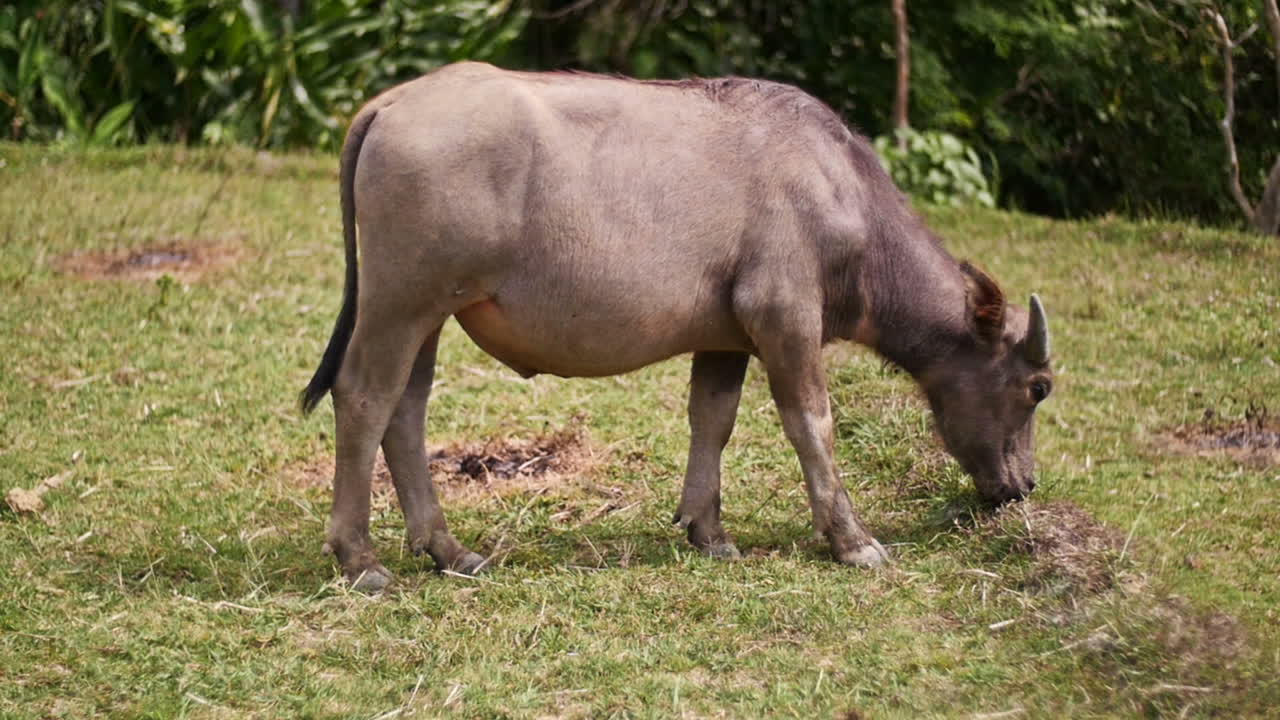 Water Buffalo in a Field